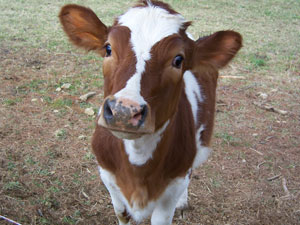 guernsey cow